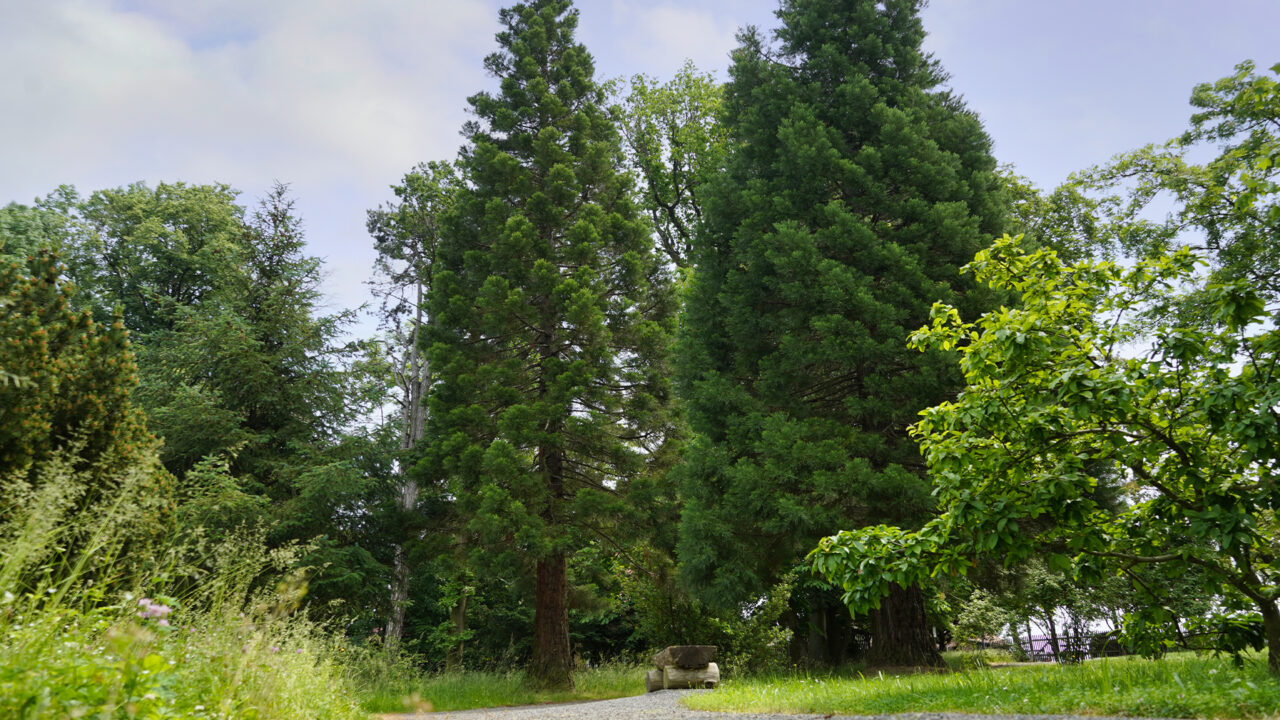 Annarode - Arboretum - grüne Bäume und Sträucher