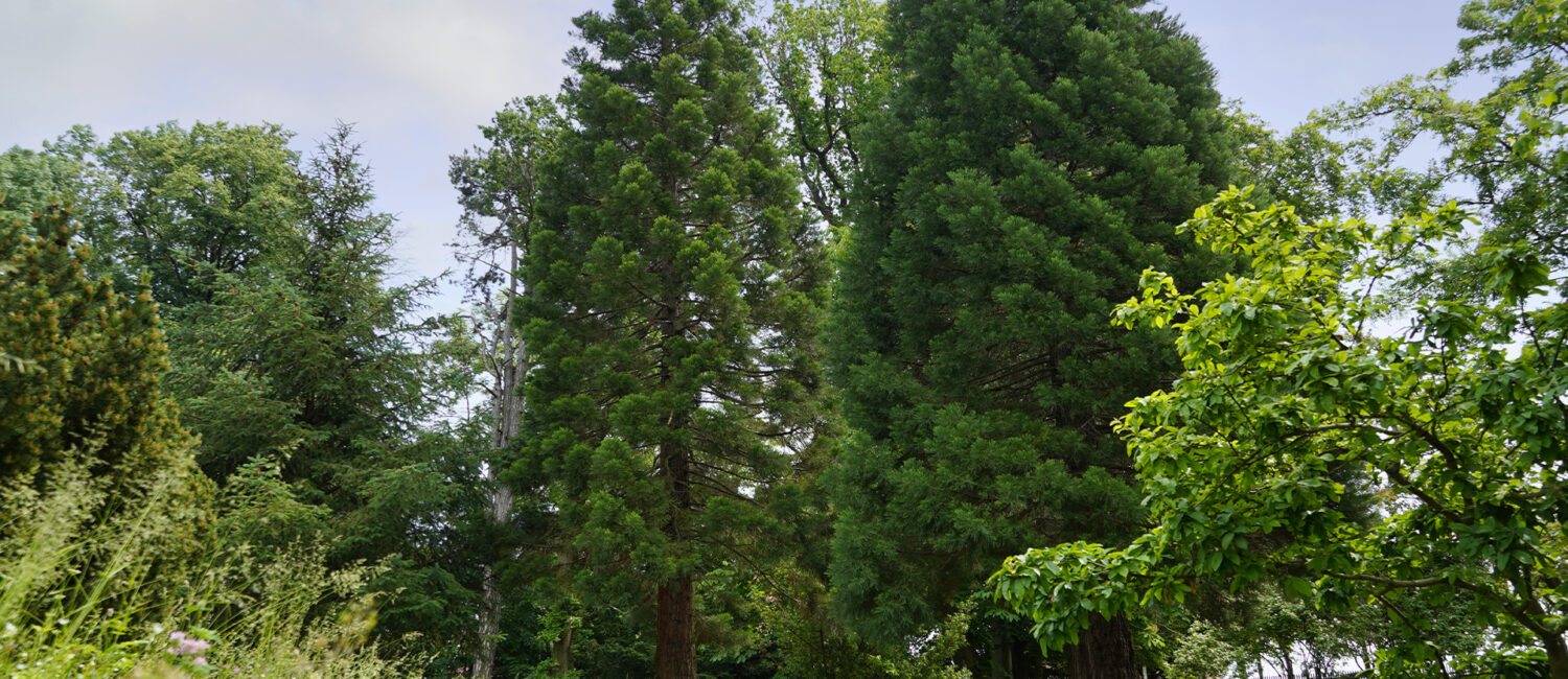 Annarode - Arboretum - grüne Bäume und Sträucher