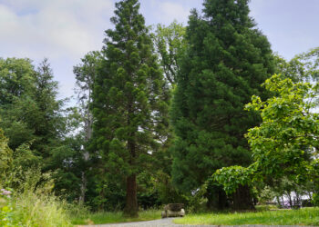 Annarode - Arboretum - grüne Bäume und Sträucher