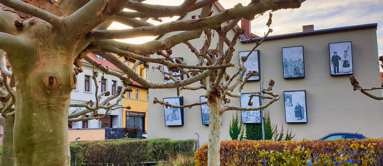 Ohrenweide - Platane-Baum mit Häuserwand mit Bildern von Menschen von früher im Hintergrund