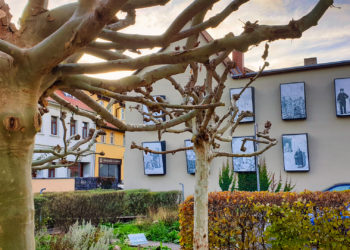 Ohrenweide - Platane-Baum mit Häuserwand mit Bildern von Menschen von früher im Hintergrund