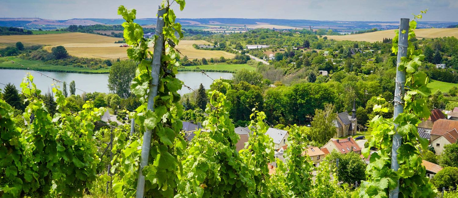 Weinreben mit einem See und einer kleinen Siedlung im Hintergrund