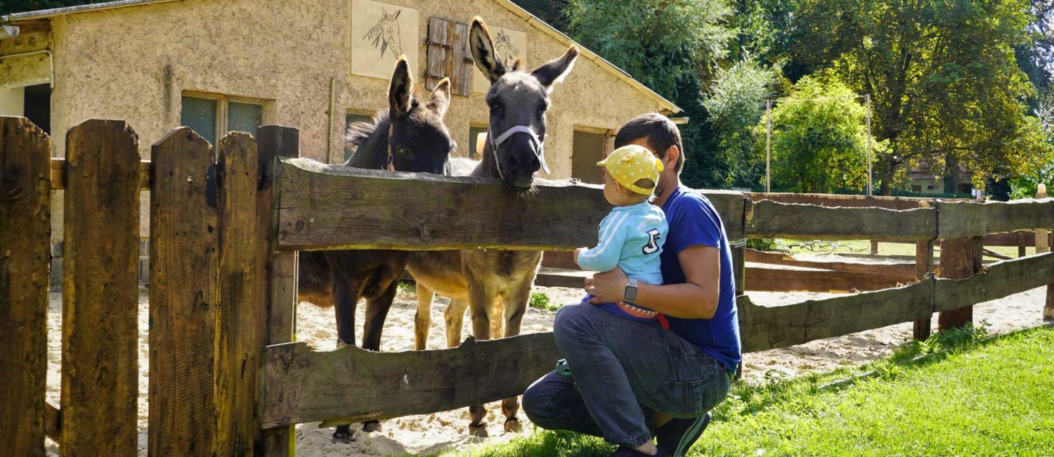 Tierpark Walbeck - Mann und kleines Kind auf dem Arm stehen an einem Eselgehege und schauen sich die Esel an