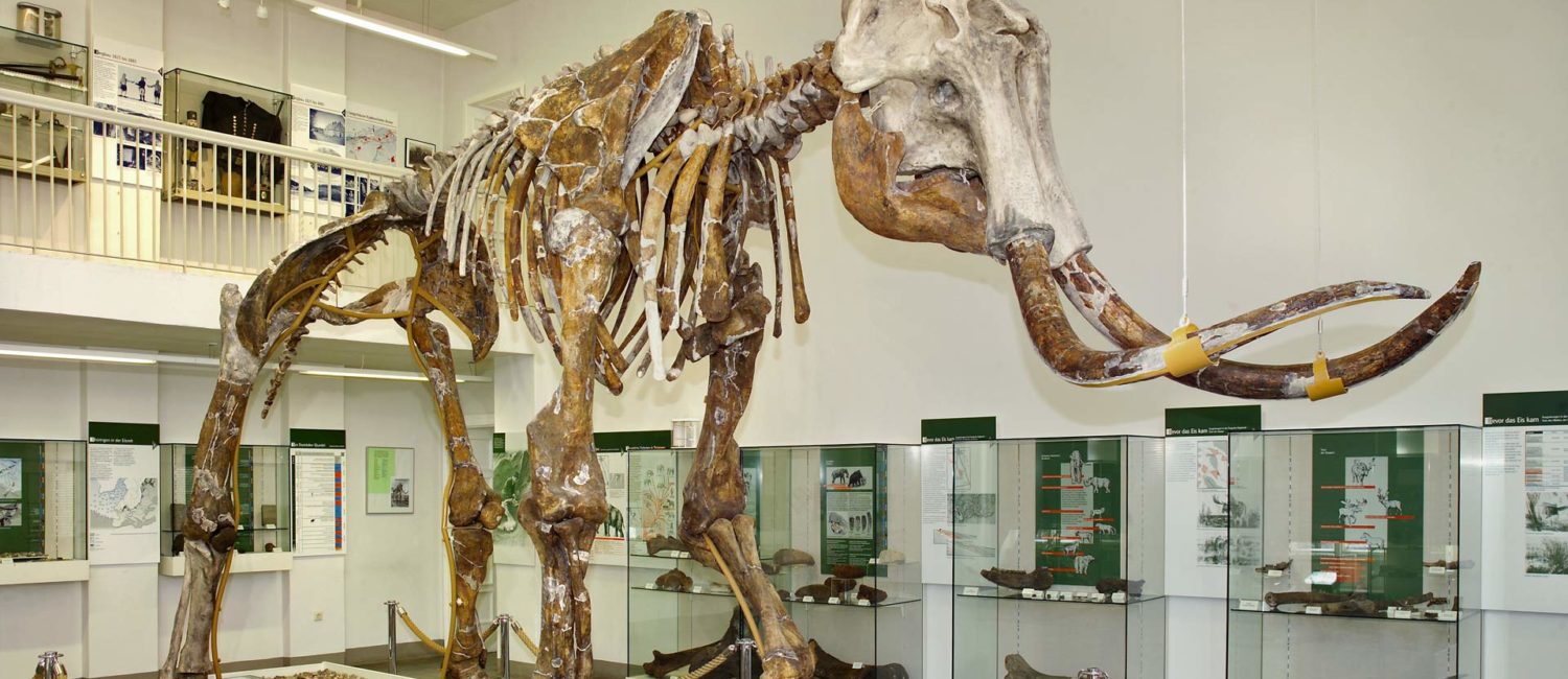 Mammutskelett im Spengler-Museum in Sangerhausen