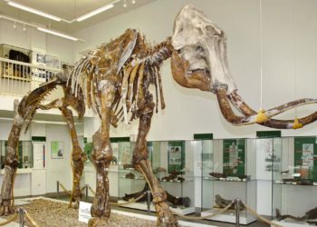 Mammutskelett im Spengler-Museum in Sangerhausen