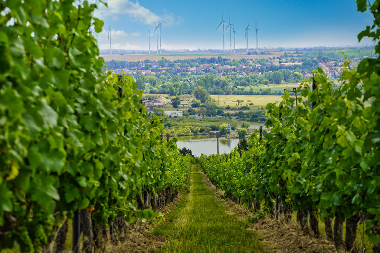 Gang zwischen Weinreben am Kernersee