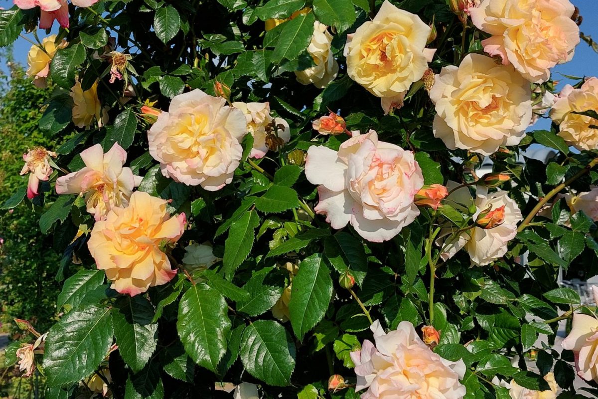 Europa-Rosarium Sangerhausen