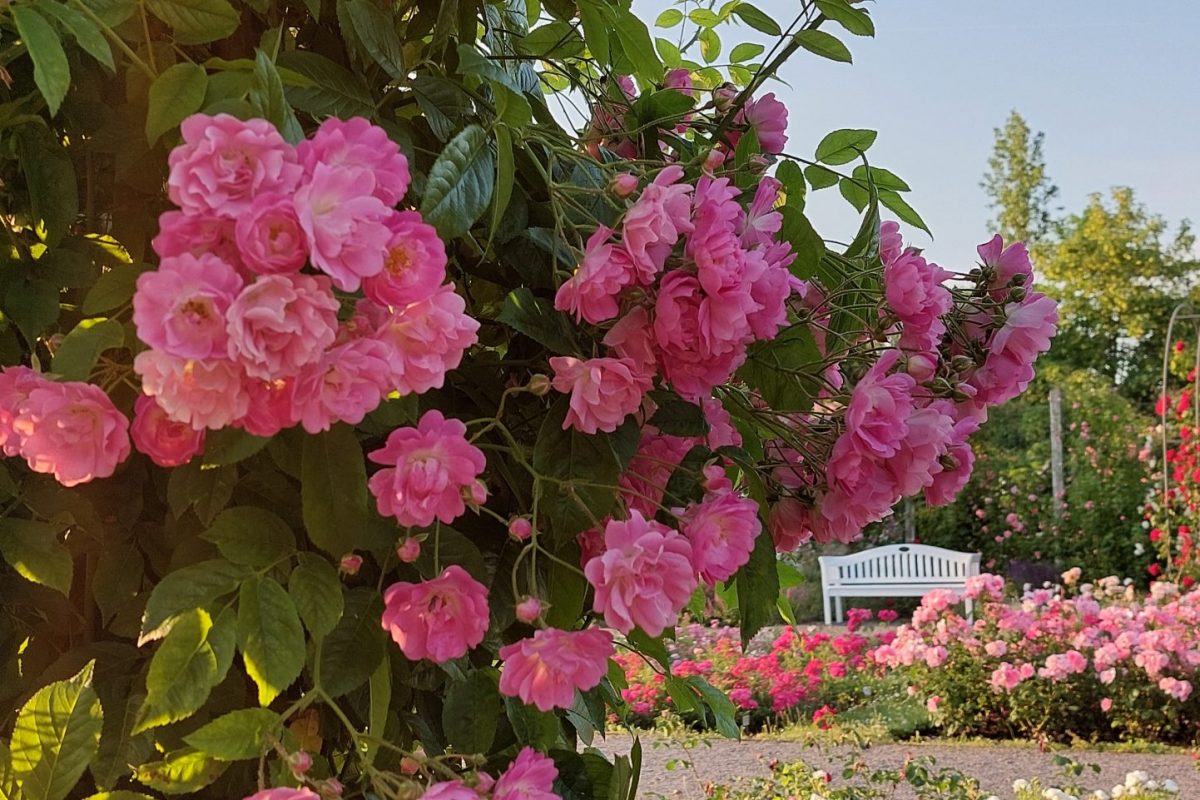 Europa-Rosarium Sangerhausen