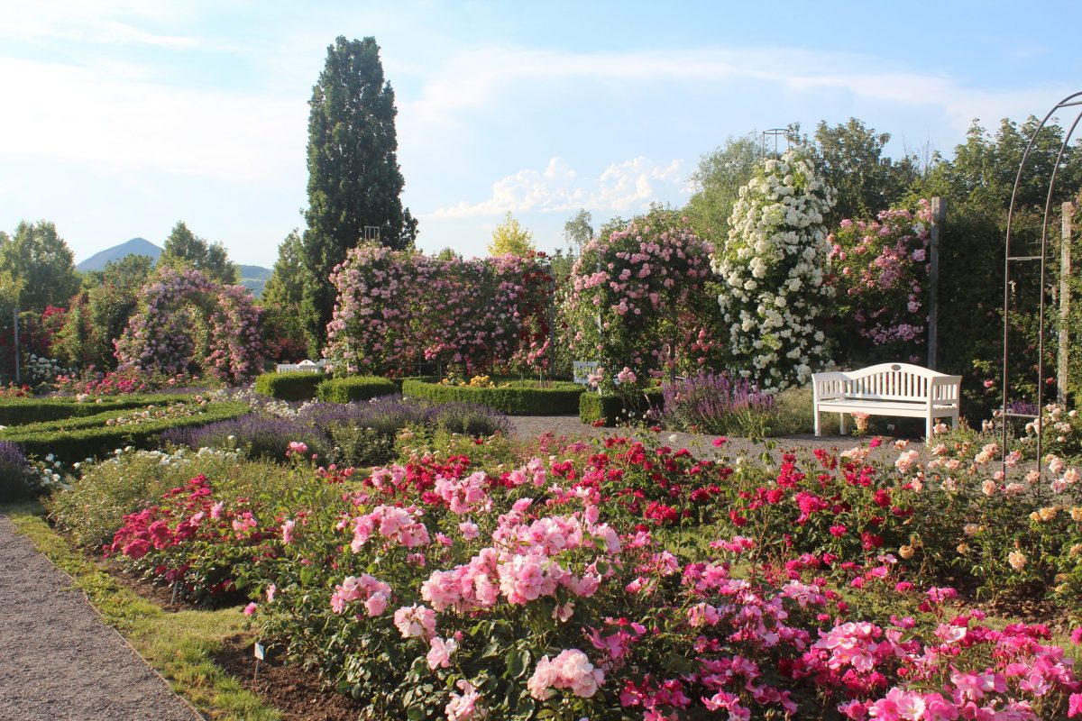 Europa-Rosarium Sangerhausen
